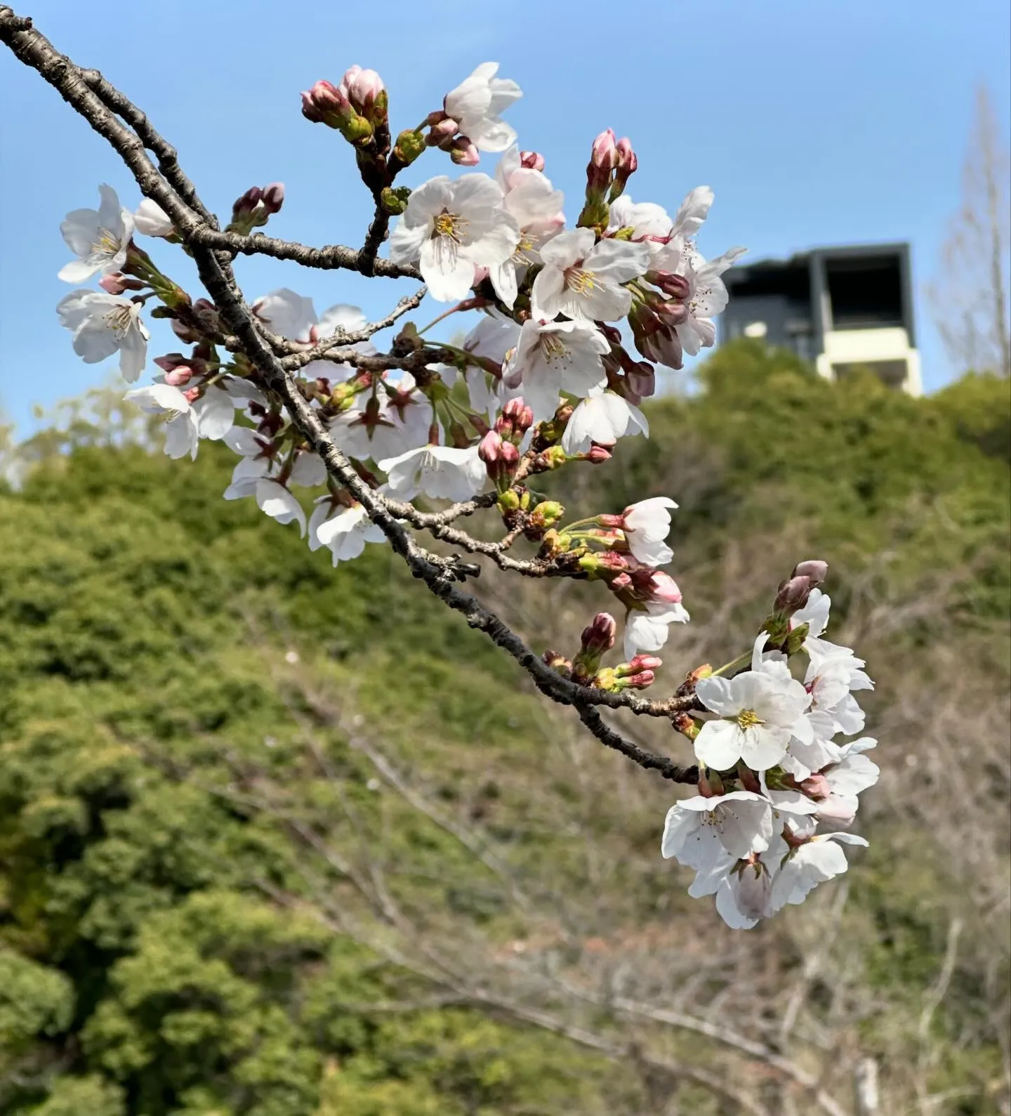 4月に入り、ようやく桜が咲き始めました。
